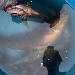 根魚釣り（ホテルニューアワジ系列の夢泉景別荘　天原にて）